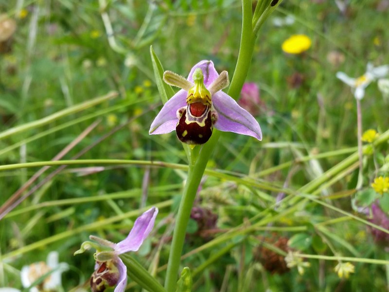 Bee orchids cause a buzz in the wildflower patch
